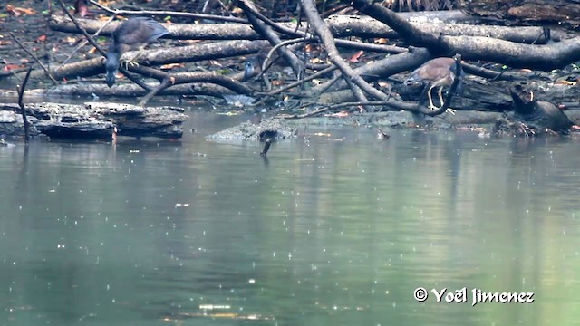 Boat-billed Heron (Southern) - ML201102921