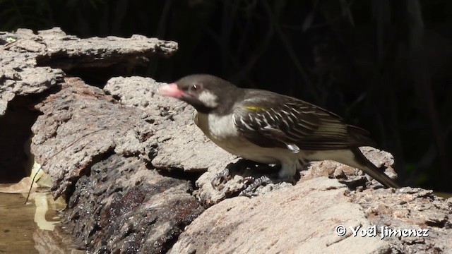 Büyük Balkılavuzu - ML201102961
