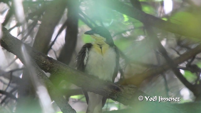 Воскоїд великий - ML201102971
