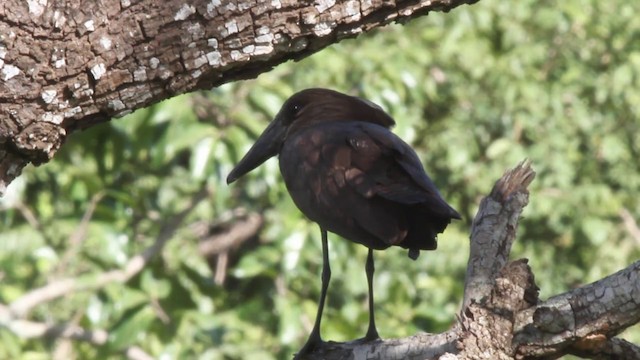 Hamerkop - ML201102981