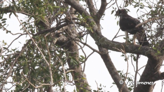 Águila Estriada - ML201102991