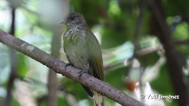 Spotted Honeyguide - ML201103011