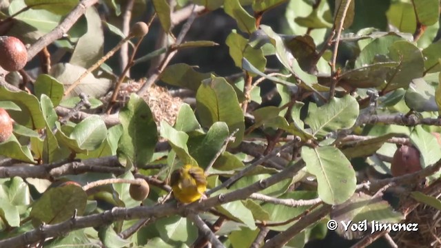 Tejedor Cabecinegro - ML201103041