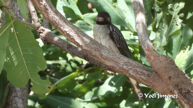 Воскоїд великий - ML201103051