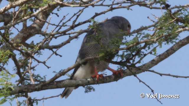 トカゲノスリ - ML201103081