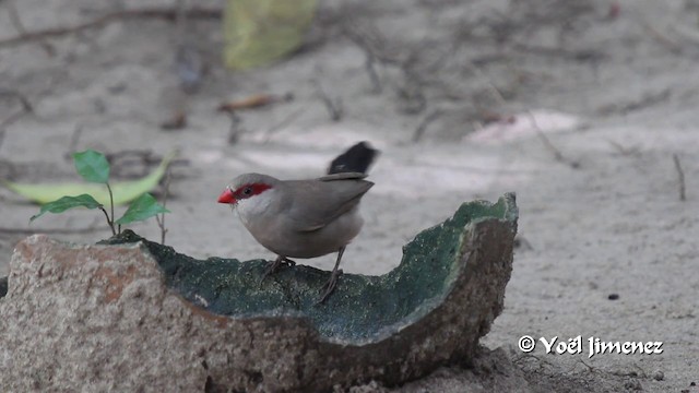 Black-rumped Waxbill - ML201103091