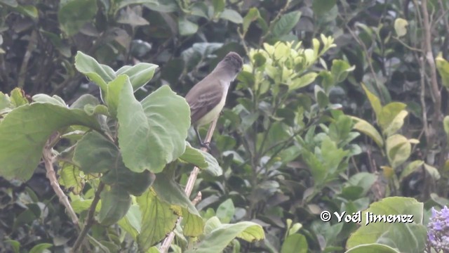 Panama Flycatcher - ML201103151