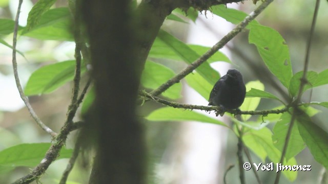 Slaty Antwren - ML201103181