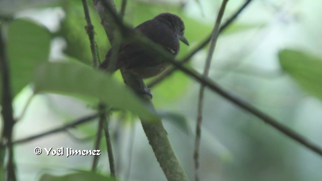 Checker-throated Stipplethroat - ML201103221