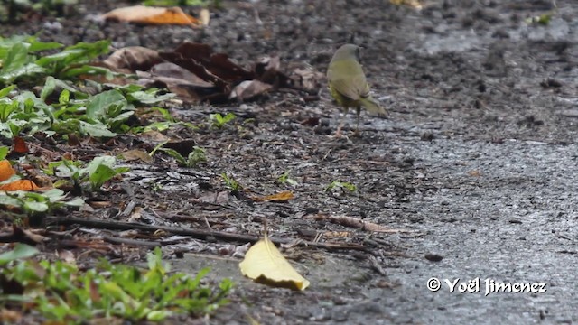 svartbrystparula - ML201103241