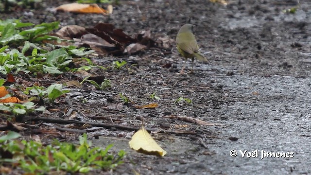 Reinita Plañidera - ML201103241