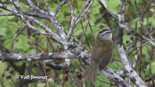 Black-striped Sparrow - ML201103251