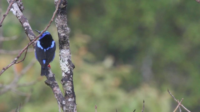 Red-legged Honeycreeper - ML201103281