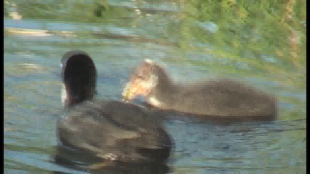 Eurasian Coot - ML201103341