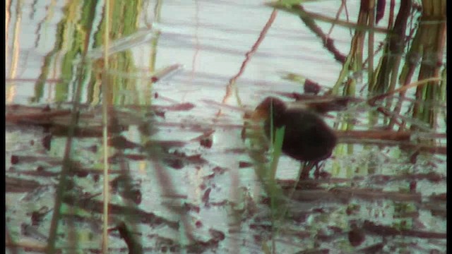 Eurasian Coot - ML201103421