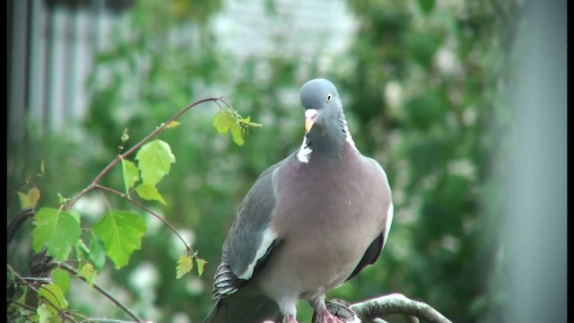 Common Wood-Pigeon - ML201103491