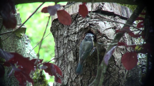 Eurasian Blue Tit - ML201103531