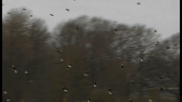 Northern Lapwing - ML201103541