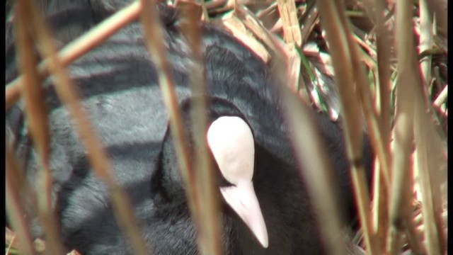 Eurasian Coot - ML201103561