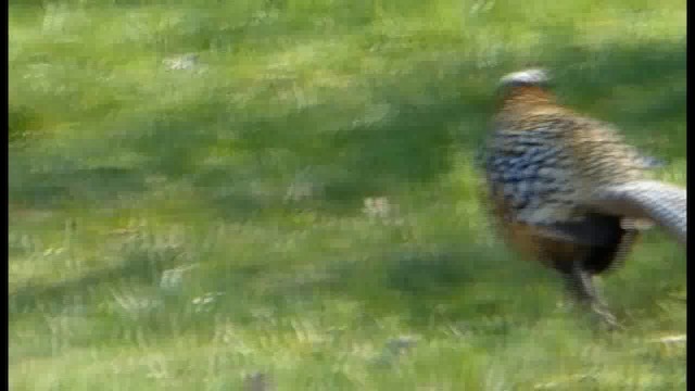 Reeves's Pheasant - ML201103571