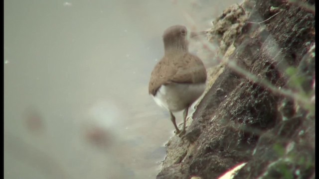 Common Sandpiper - ML201103581