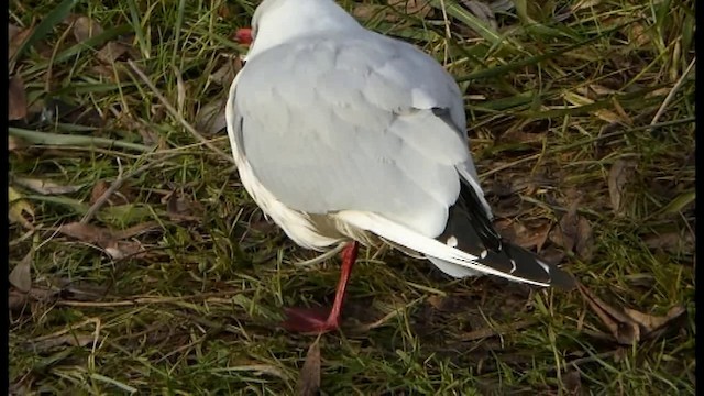 Black-headed Gull - ML201103601