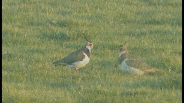 Northern Lapwing - ML201103611