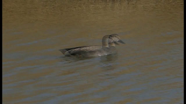 Gadwall - ML201103621