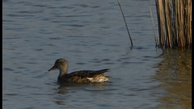 Gadwall - ML201103631