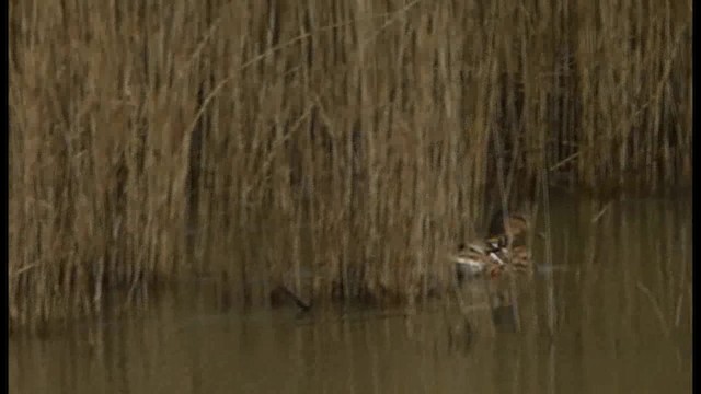 Mallard - ML201103641