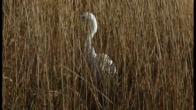 Great Egret - ML201103651