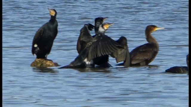 Great Cormorant - ML201103661