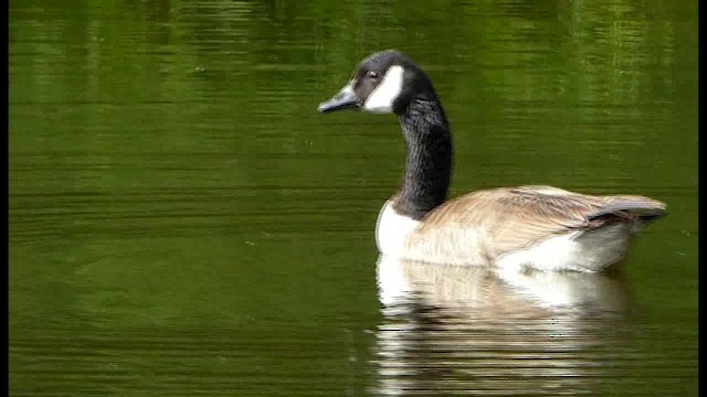 Canada Goose - ML201103681