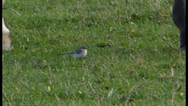 Gray Wagtail - ML201103691