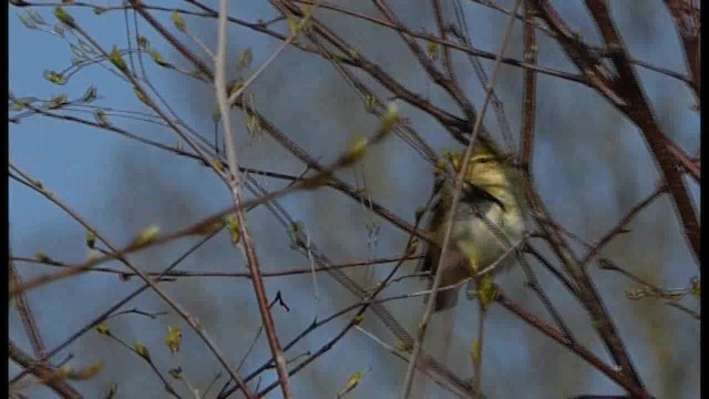 Willow Warbler - ML201103701