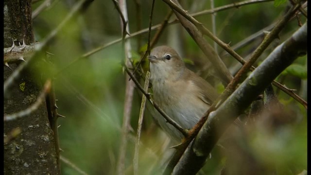 Garden Warbler - ML201103711