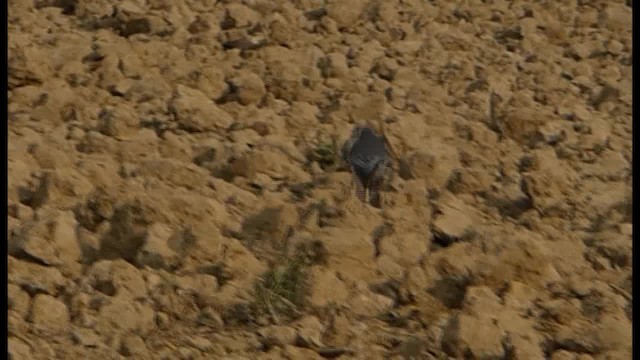 Black Redstart - ML201103751