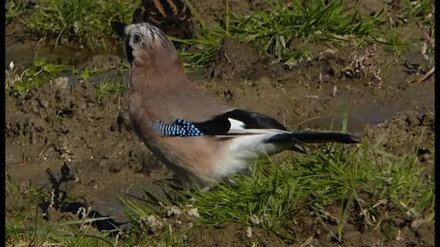 Eurasian Jay - ML201103761