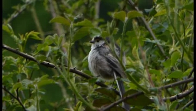 Long-tailed Tit - ML201103781