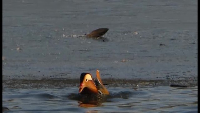 Mandarin Duck - ML201103791