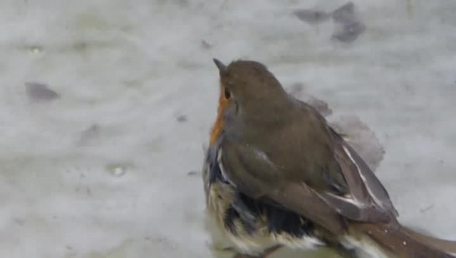European Robin - ML201103811