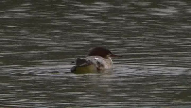 Common Merganser - ML201103821