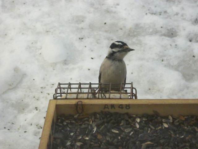 Downy Woodpecker - ML201103841