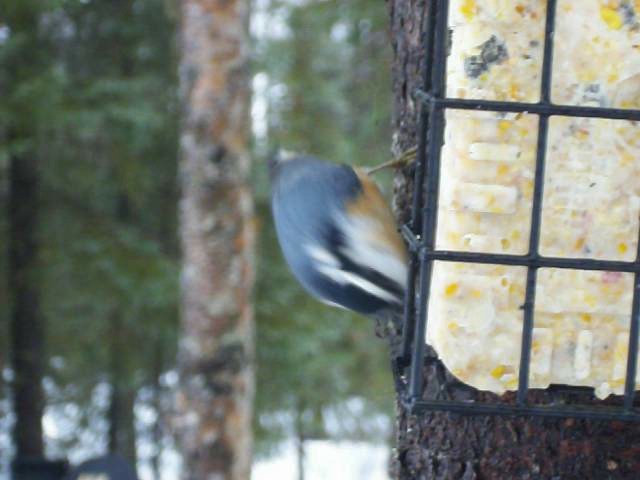 Red-breasted Nuthatch - ML201103881