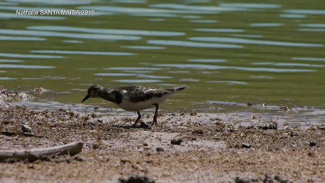 Ruddy Turnstone - ML201103901