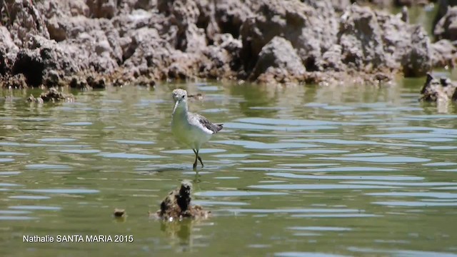 Үхэр хөгчүү - ML201103911