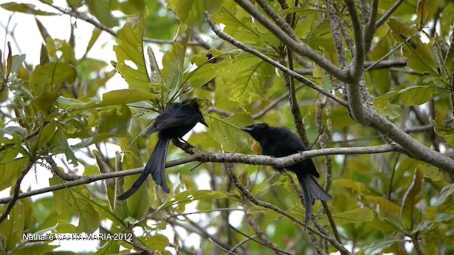 Mayotte Drongo - ML201103921