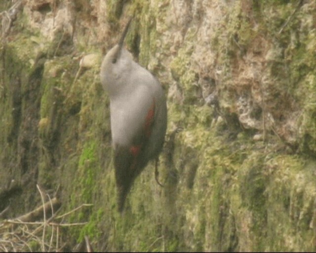 Wallcreeper - ML201104371