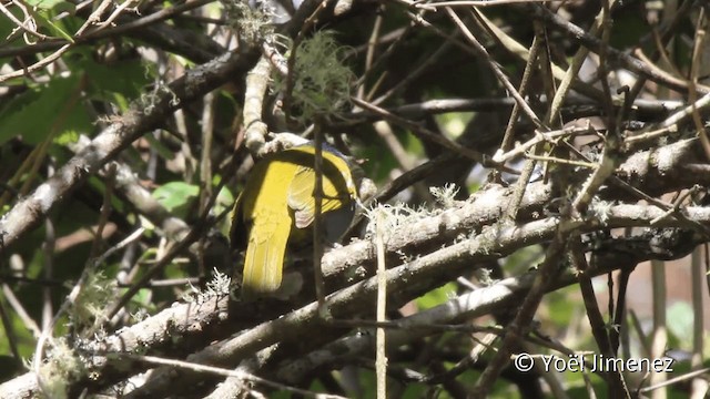 Blue-capped Tanager - ML201104481