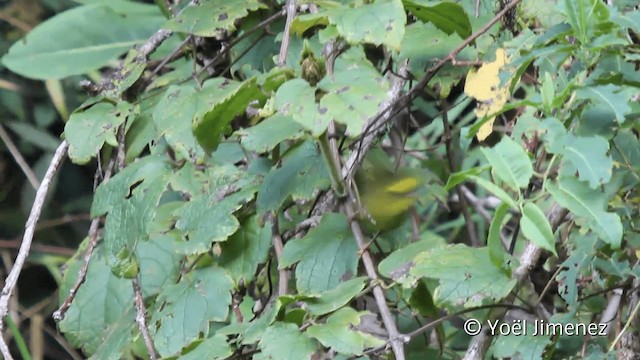 Citrine Warbler (Peruvian) - ML201104601